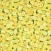 Citroner - Patchwork - Info mangler