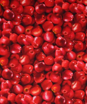 Røde æbler - Patchwork - Timeless Treasures Fabrics of SoHo