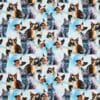 Katte - Jersey - Info mangler
